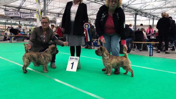 Hondenshow Bleiswijk