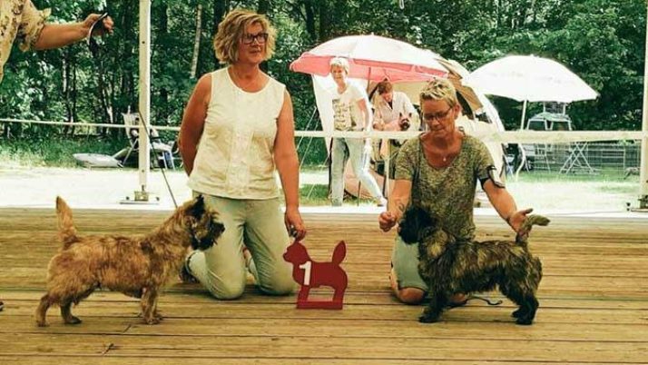 Jonge Honden en Veteranen Dag