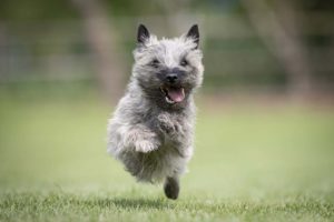 cairnterrier_nike