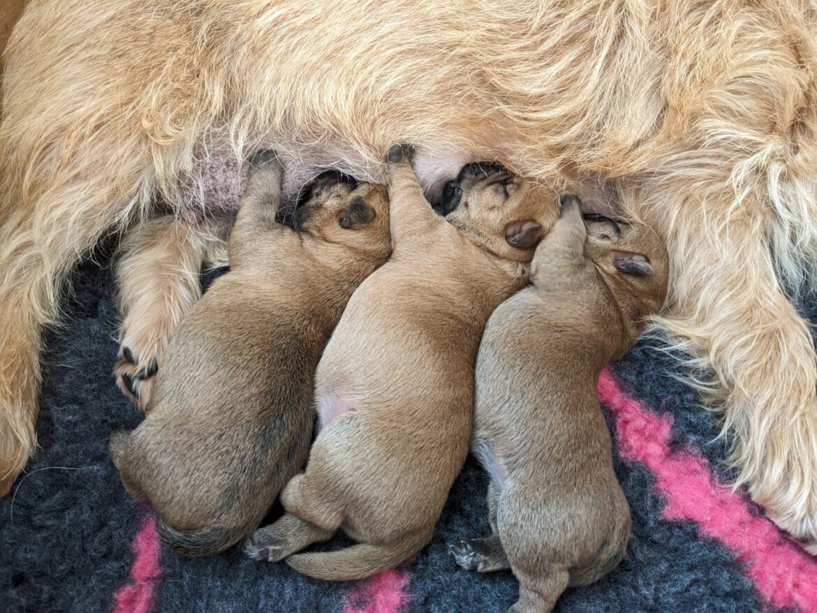 Pups geboren