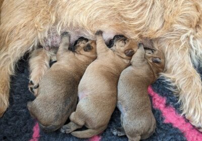 Pups geboren