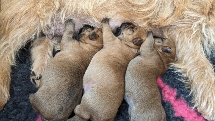 Pups geboren