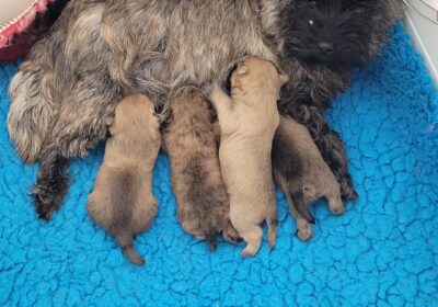 Pups beschikbaar, bevriende kennel