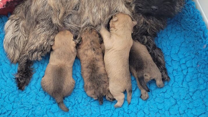 Pups beschikbaar, bevriende kennel