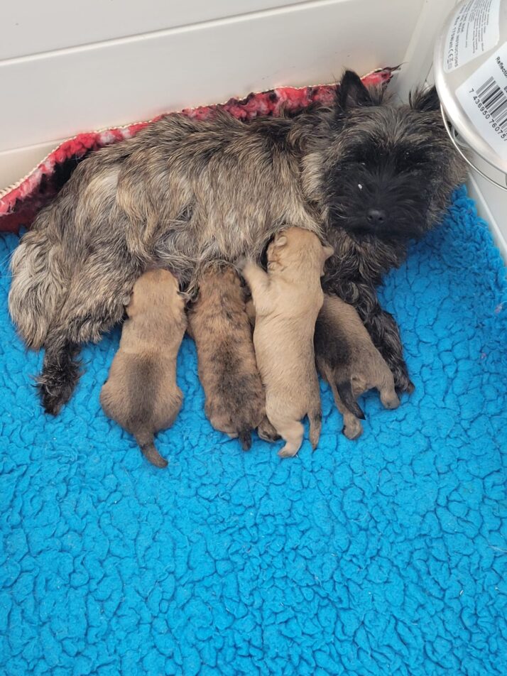 Pups beschikbaar, bevriende kennel