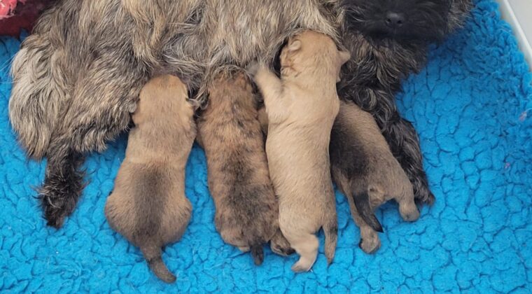 Pups beschikbaar, bevriende kennel